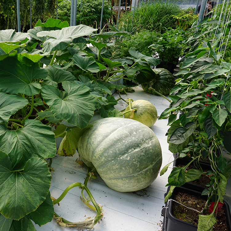 APWS_Situ_Images_AQUAbox_Spyder_4_WEB