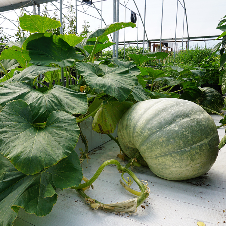 APWS_Situ_Images_AQUAbox_Spyder_7_WEB