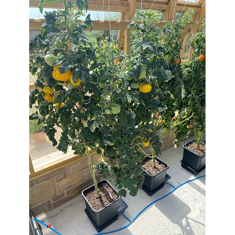 AutoPot_4Pot_Greenhouse_10_WEB