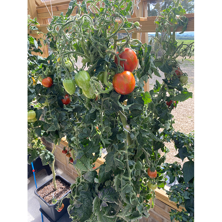 AutoPot_4Pot_Greenhouse_11_WEB
