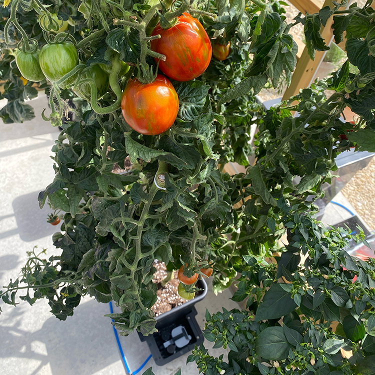 AutoPot_4Pot_Greenhouse_12_WEB