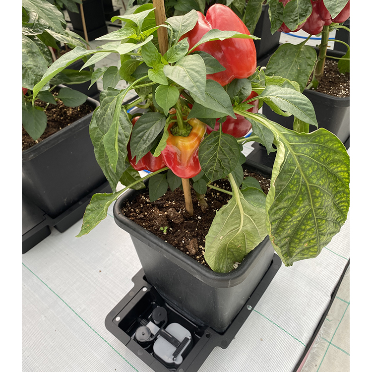 AutoPot_4Pot_Poly_IMG_1_WEB