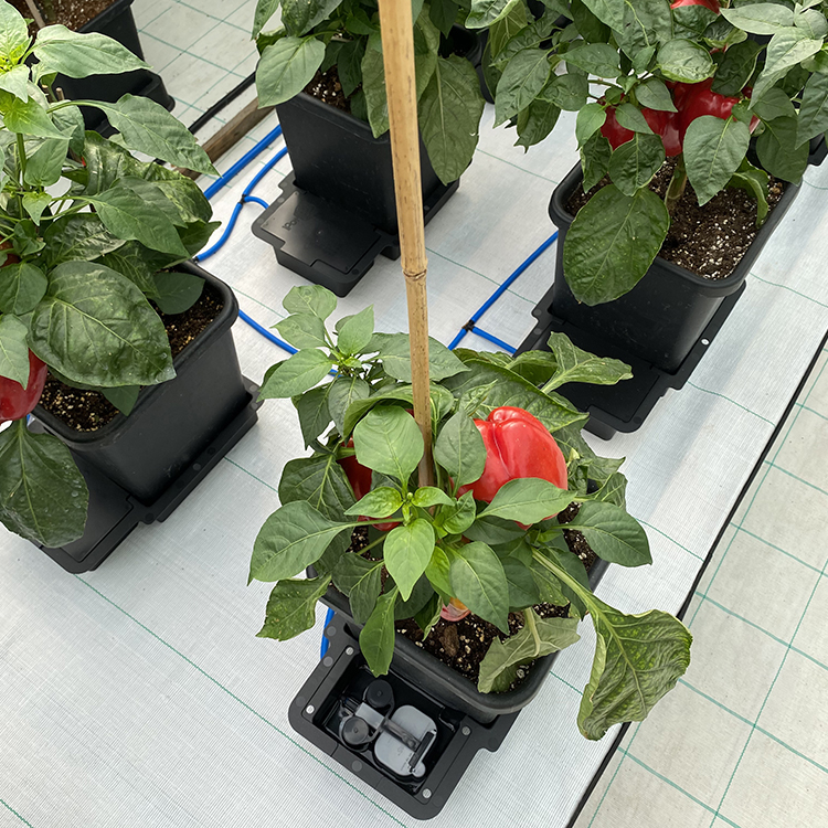 AutoPot_4Pot_Poly_IMG_2_WEB