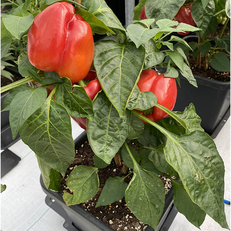AutoPot_4Pot_Poly_IMG_3_WEB