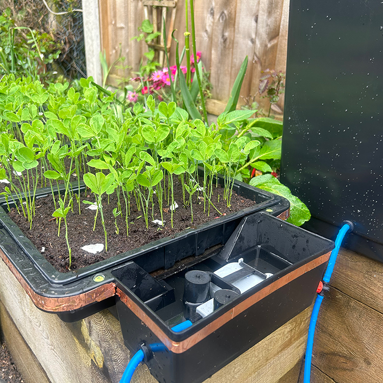 AutoPot_Tray2Grow_Seed_Trays_Config_1_WEB