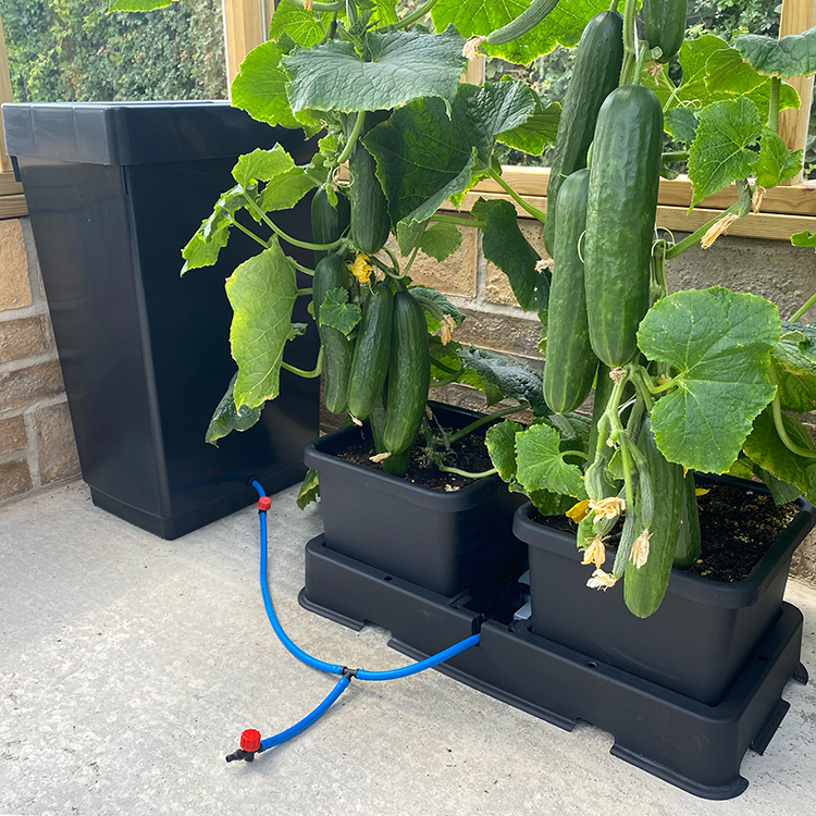 AutoPot_easy2Grow_Situ_Image_2_WEB AutoPot_easy2Grow_Situ_Image_2_WEB